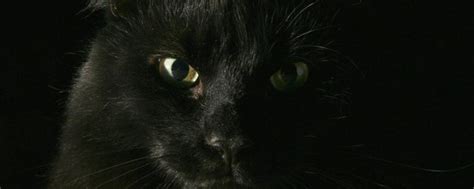 福人福地居 黑猫来家里代表什么